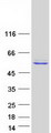 KMO Protein - Purified recombinant protein KMO was analyzed by SDS-PAGE gel and Coomassie Blue Staining