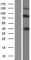 KNG1 / Kininogen / Bradykinin Protein - Western validation with an anti-DDK antibody * L: Control HEK293 lysate R: Over-expression lysate