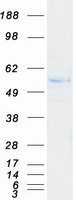 KNG1 / Kininogen / Bradykinin Protein - Purified recombinant protein KNG1 was analyzed by SDS-PAGE gel and Coomassie Blue Staining