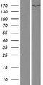KPI-2 / LMTK2 Protein - Western validation with an anti-DDK antibody * L: Control HEK293 lysate R: Over-expression lysate