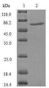 KPNA1 / Importin Alpha 5 Protein - (Tris-Glycine gel) Discontinuous SDS-PAGE (reduced) with 5% enrichment gel and 15% separation gel.