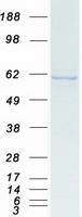KPNA1 / Importin Alpha 5 Protein - Purified recombinant protein KPNA1 was analyzed by SDS-PAGE gel and Coomassie Blue Staining