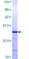 KPNA2 / Importin Alpha 1 Protein - 12.5% SDS-PAGE Stained with Coomassie Blue.