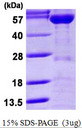 KPNA2 / Importin Alpha 1 Protein