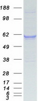 KPNA2 / Importin Alpha 1 Protein - Purified recombinant protein KPNA2 was analyzed by SDS-PAGE gel and Coomassie Blue Staining