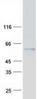 KPNA3 / Importin Alpha 4 Protein - Purified recombinant protein KPNA3 was analyzed by SDS-PAGE gel and Coomassie Blue Staining