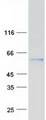 KPNA3 / Importin Alpha 4 Protein - Purified recombinant protein KPNA3 was analyzed by SDS-PAGE gel and Coomassie Blue Staining