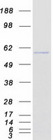 KPNA6 Protein - Purified recombinant protein KPNA6 was analyzed by SDS-PAGE gel and Coomassie Blue Staining