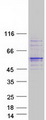 KPNA7 Protein - Purified recombinant protein KPNA7 was analyzed by SDS-PAGE gel and Coomassie Blue Staining