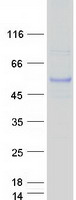 KPTN / Kaptin Protein - Purified recombinant protein KPTN was analyzed by SDS-PAGE gel and Coomassie Blue Staining