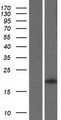 KRAS Protein - Western validation with an anti-DDK antibody * L: Control HEK293 lysate R: Over-expression lysate