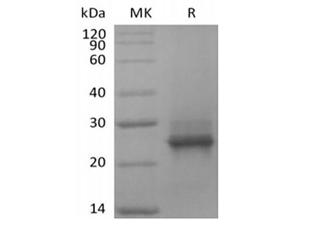 KRAS Protein - Recombinant Human KRAS(G12C, N-6His)