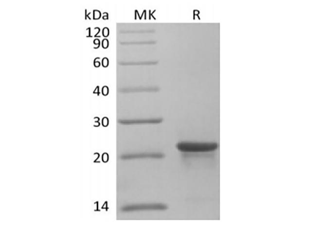 KRAS Protein - Recombinant Human KRAS4B(G12C, N-6His)