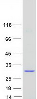 KRAS Protein - Purified recombinant protein KRAS was analyzed by SDS-PAGE gel and Coomassie Blue Staining