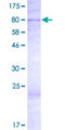 KRBA2 Protein - 12.5% SDS-PAGE of human KRBA2 stained with Coomassie Blue