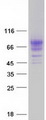 KREMEN1 / KREMEN-1 Protein - Purified recombinant protein KREMEN1 was analyzed by SDS-PAGE gel and Coomassie Blue Staining