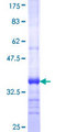 KREMEN2 Protein - 12.5% SDS-PAGE Stained with Coomassie Blue.