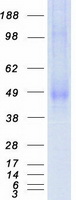 KREMEN2 Protein - Purified recombinant protein KREMEN2 was analyzed by SDS-PAGE gel and Coomassie Blue Staining