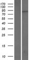 KRI1 Protein - Western validation with an anti-DDK antibody * L: Control HEK293 lysate R: Over-expression lysate