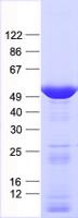 KRT14 / CK14 / Cytokeratin 14 Protein