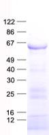 KRT2 / CK2 / Cytokeratin 2 Protein