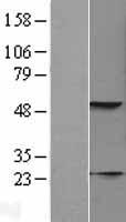 KRT23 / Keratin 23 Protein - Western validation with an anti-DDK antibody * L: Control HEK293 lysate R: Over-expression lysate