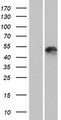 KRT25 / Keratin 25 Protein - Western validation with an anti-DDK antibody * L: Control HEK293 lysate R: Over-expression lysate