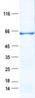 KRT3 / CK3 / Cytokeratin 3 Protein