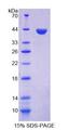 KRT33A / Keratin 33A / KRTHA3A Protein - Recombinant  Keratin 33A By SDS-PAGE
