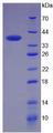 KRT4 / CK4 / Cytokeratin 4 Protein - Recombinant Keratin 4 By SDS-PAGE