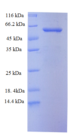 KRT6A / CK6A / Cytokeratin 6A Protein