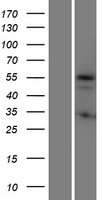 KRT72 / Keratin 72 / K6irs Protein - Western validation with an anti-DDK antibody * L: Control HEK293 lysate R: Over-expression lysate