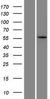 KRT73 / Keratin 73 Protein - Western validation with an anti-DDK antibody * L: Control HEK293 lysate R: Over-expression lysate
