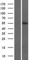 KRT74 / Keratin 74 Protein - Western validation with an anti-DDK antibody * L: Control HEK293 lysate R: Over-expression lysate
