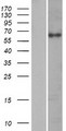 KRT76 / Keratin 76 Protein - Western validation with an anti-DDK antibody * L: Control HEK293 lysate R: Over-expression lysate