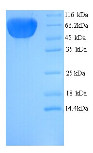 KRT77 / Keratin 77 / KRT1B Protein