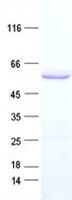 KRT77 / Keratin 77 / KRT1B Protein