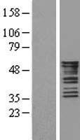 KRT8 / CK8 / Cytokeratin 8 Protein - Western validation with an anti-DDK antibody * L: Control HEK293 lysate R: Over-expression lysate