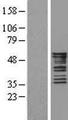 KRT8 / CK8 / Cytokeratin 8 Protein - Western validation with an anti-DDK antibody * L: Control HEK293 lysate R: Over-expression lysate