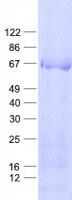 KRT84 / Keratin 84 / KRTHB4 Protein