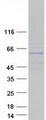 KRT9 / CK9 / Cytokeratin 9 Protein - Purified recombinant protein KRT9 was analyzed by SDS-PAGE gel and Coomassie Blue Staining