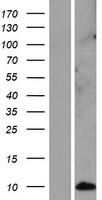 KRTAP12-3 Protein - Western validation with an anti-DDK antibody * L: Control HEK293 lysate R: Over-expression lysate
