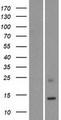 KRTAP19-1 Protein - Western validation with an anti-DDK antibody * L: Control HEK293 lysate R: Over-expression lysate