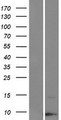 KRTAP19-3 Protein - Western validation with an anti-DDK antibody * L: Control HEK293 lysate R: Over-expression lysate