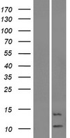 KRTAP19-6 Protein - Western validation with an anti-DDK antibody * L: Control HEK293 lysate R: Over-expression lysate