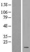 KRTAP20-2 Protein - Western validation with an anti-DDK antibody * L: Control HEK293 lysate R: Over-expression lysate