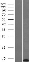 KRTAP22-1 Protein - Western validation with an anti-DDK antibody * L: Control HEK293 lysate R: Over-expression lysate