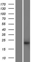 KRTAP27-1 Protein - Western validation with an anti-DDK antibody * L: Control HEK293 lysate R: Over-expression lysate