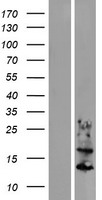 KRTAP6-1 Protein - Western validation with an anti-DDK antibody * L: Control HEK293 lysate R: Over-expression lysate