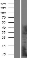 KRTAP7-1 Protein - Western validation with an anti-DDK antibody * L: Control HEK293 lysate R: Over-expression lysate